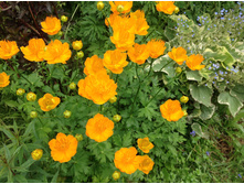 ���������� ��������� ���� ����