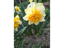 IMG 20170520 191243.jpg