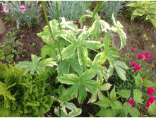 ��������� ����������� �����������