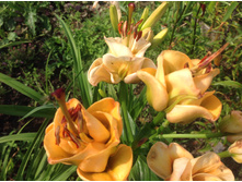 ����� ������� �����