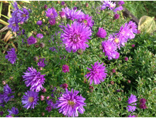 ����� �����