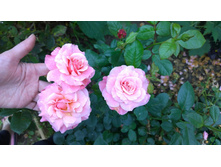 WP 20170914 11 55 20 Pro.jpg