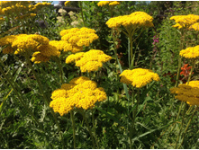 ������������� ������� ������