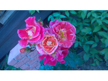 WP 20170721 09 06 44 Pro.jpg