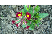 WP 20170514 16 28 03 Pro.jpg