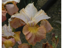 ������ ����� (���.)*