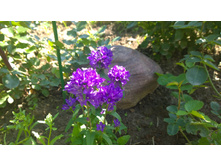 WP 20170713 09 43 20 Pro.jpg