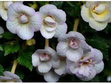 Ivory Queen (���� ����).jpg - 120