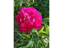 IMG 20170714 165200.jpg