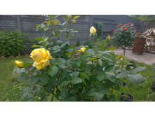 WP 20170709 12 40 55 Pro.jpg