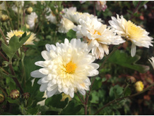 ���������� ����