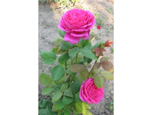 ������� (YRIANDA).jpg