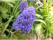 ������� ��� �����