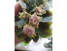 Jolly Imp (H. Pittman)