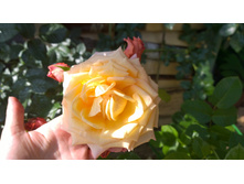 WP 20170820 09 52 05 Pro.jpg