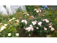 WP 20170721 09 12 26 Pro.jpg