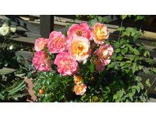 WP 20170923 11 29 44 Pro.jpg