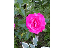 IMG 20170719 201810.jpg