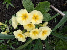 IMG 20170604 163913.jpg