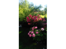 P 20170813 084338.jpg