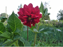 IMG 20170730 165546.jpg