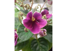 Mac's Paisley Pattern