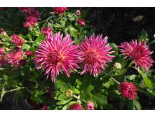 ��������� ���������� "�������� ��� "