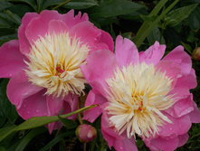 ����  ��  ����� (�����)