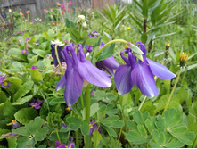 IMG 20170604 163805.jpg