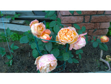 WP 20170709 10 27 35 Pro.jpg