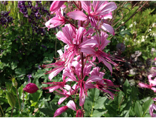 ������ �������