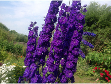 ���������� ���������� ��������