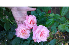 WP 20170914 11 55 48 Pro.jpg