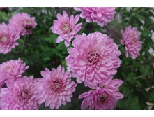 ���������  ������� ������ 3-4 �� ������ 35-40 �� �������� ������-��������