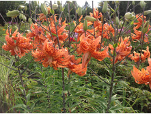 ����� �������� ����� �����