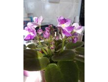 Munchkin' Kisses (S.Sorano)