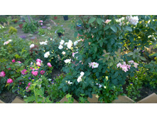 WP 20170716 18 41 54 Pro.jpg