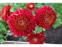 ���������  ���������� "������"