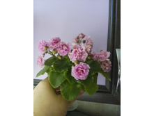 Sassy Sister (S. Sorano)