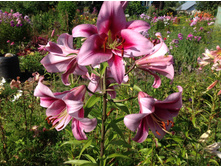 ����� ������/������