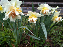 IMG 20170509 135139.jpg