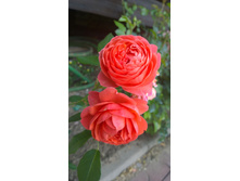 WP 20170811 16 32 34 Pro.jpg