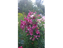 WP 20170811 16 51 45 Pro.jpg