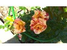 WP 20170713 09 32 24 Pro.jpg