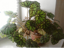 ������� �������� ������.jpg