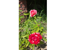 WP 20170713 09 33 21 Pro.jpg