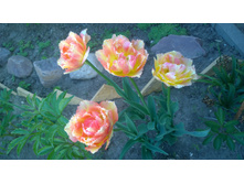 WP 20170528 16 16 48 Pro.jpg