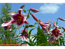 57a1d40e1b279 dsc0371.JPG