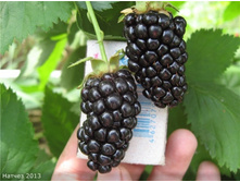 ������� �������+)