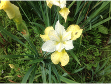 ���� ��������� ���� ��� �����